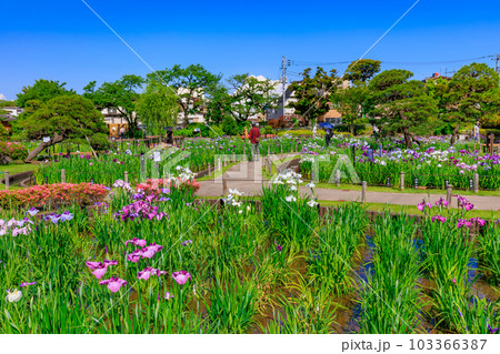 東京 葛飾区 堀切菖蒲園の花菖蒲 東京 葛飾区 堀切菖蒲園の花菖蒲 103366387