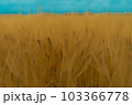 絵画のような麦畑 103366778