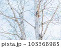白い樹木 103366985