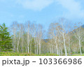 森林浴の一歩手前 103366986