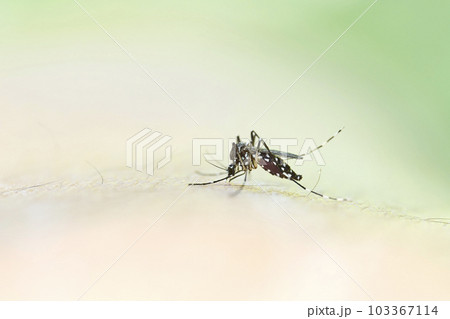 人の血を吸っているヤブ蚊 103367114