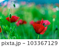 初夏を待つ赤い花 103367129