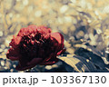 孤独な花 103367130