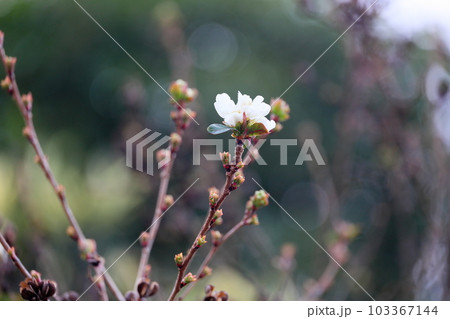 リキュウバイの花 103367144
