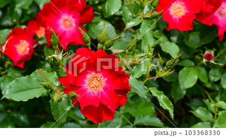 バラ園の綺麗な バラの花 バラ園の綺麗な バラの花 103368330