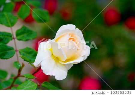 バラ園の綺麗な バラの花 バラ園の綺麗な バラの花 103368335