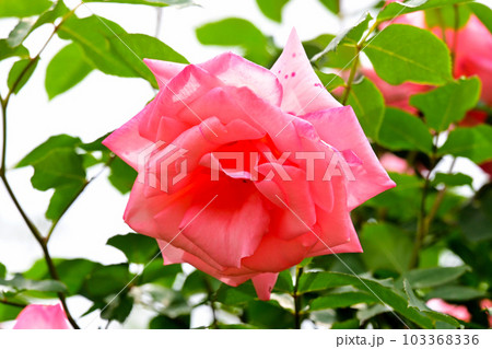 バラ園の綺麗な バラの花 バラ園の綺麗な バラの花 103368336