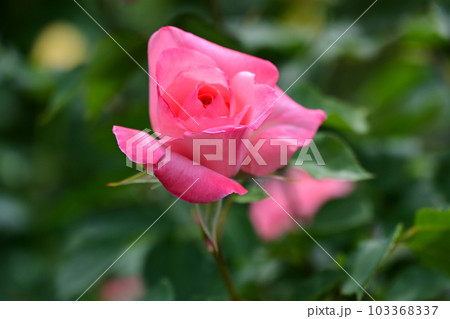 バラ園の綺麗な バラの花 バラ園の綺麗な バラの花 103368337