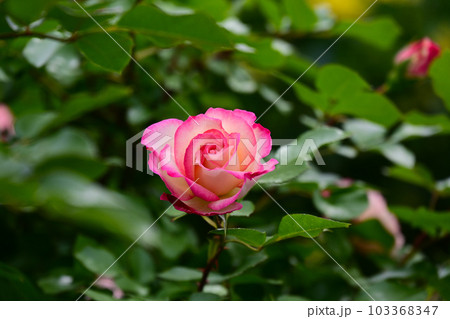 バラ園の綺麗な バラの花 バラ園の綺麗な バラの花 103368347