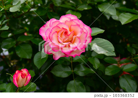 バラ園の綺麗な バラの花 103368352