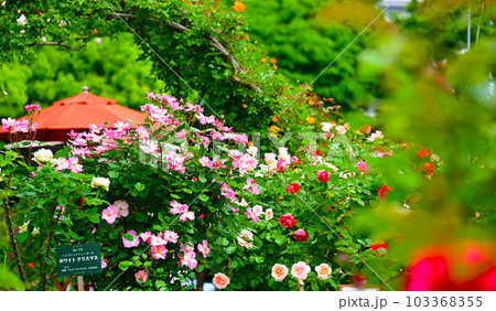 バラ園の綺麗な バラの花 103368355