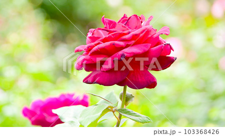 バラ園の綺麗な バラの花 バラ園の綺麗な バラの花 103368426