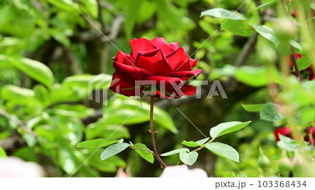 バラ園の綺麗な バラの花 バラ園の綺麗な バラの花 103368434