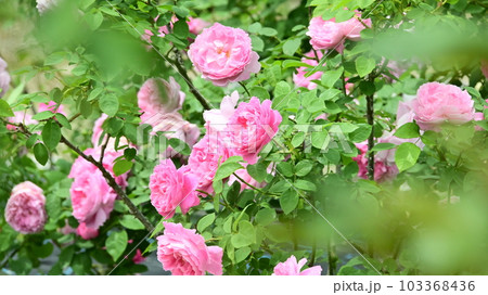 バラ園の綺麗な バラの花 バラ園の綺麗な バラの花 103368436