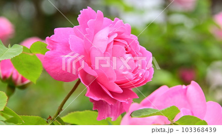 バラ園の綺麗な バラの花 バラ園の綺麗な バラの花 103368439