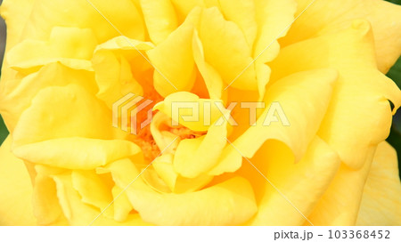 バラ園の綺麗な バラの花 バラ園の綺麗な バラの花 103368452