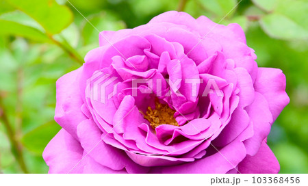 バラ園の綺麗な バラの花 バラ園の綺麗な バラの花 103368456