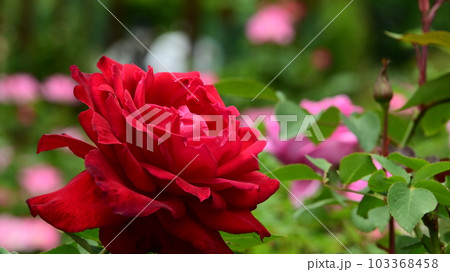 バラ園の綺麗な バラの花 103368458