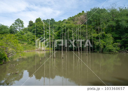 小山内裏公園の大田切池 小山内裏公園の大田切池 103368657