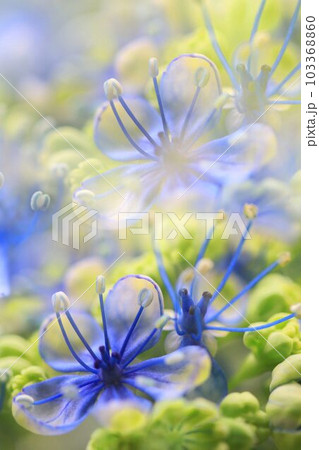 6月の花アジサイ 6月の花アジサイ 103368860