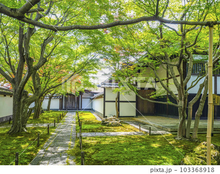 大徳寺 黄梅院（おうばいいん）庫裏前の庭 103368918