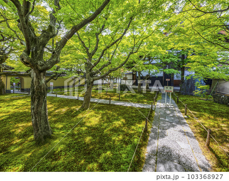 大徳寺 黄梅院（おうばいいん）庫裏前の庭 103368927