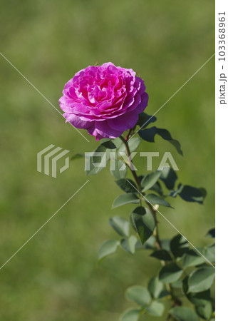 薔薇園に赤紫色のバラの花が咲いています。このバラの名前はフィネスです。 103368961