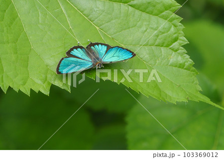 ミドリシジミ(オス・開翅) ミドリシジミ(オス・開翅) 103369012
