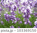 ラベンダー 103369150