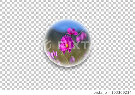 一個水晶球體，裡面裝著美麗的波斯菊。 103369234