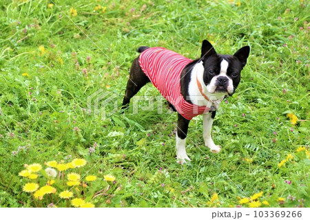 タンポポが咲く野原で見つめる赤いボーダーシャツのボストンテリア♡マイティくん タンポポが咲く野原で見つめる赤いボーダーシャツのボストンテリア♡マイティくん 103369266