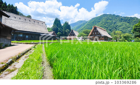 五箇山・菅沼合掌造り集落(夏) 五箇山・菅沼合掌造り集落(夏) 103369286