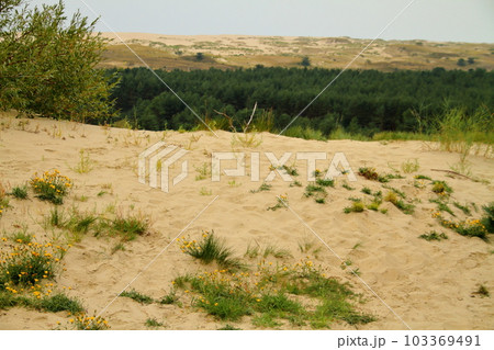 北欧バルト三国のひとつリトアニアのバルト海に面したクルシュー砂州中央部に位置する街ニダ郊外の砂丘 103369491