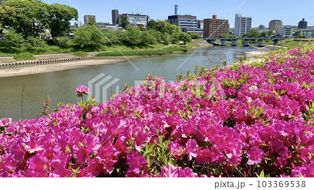 ツツジが見頃を迎えた乙川〈明代橋公園/愛知県岡崎市〉 ツツジが見頃を迎えた乙川〈明代橋公園/愛知県岡崎市〉 103369538