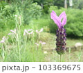 自然の中で 103369675