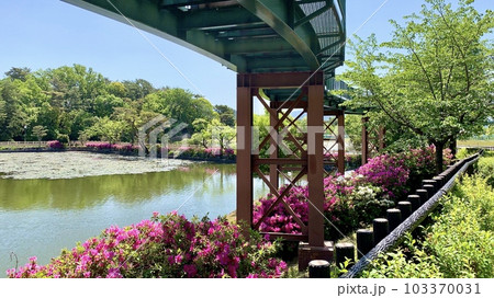 満開のツツジが彩りを添える西三田ヶ入池〈南公園/愛知県岡崎市〉 満開のツツジが彩りを添える西三田ヶ入池〈南公園/愛知県岡崎市〉 103370031