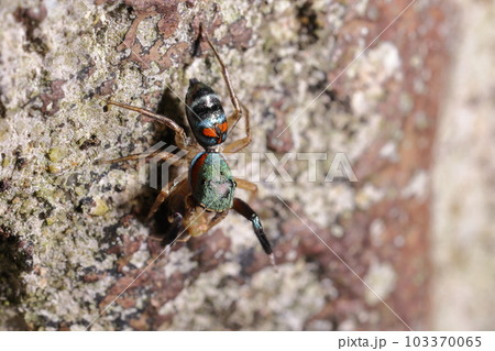 生き物 蜘蛛 カラオビハエトリ、八重山の美しいクモ。黒地に赤や水色の模様、金属光沢があります 生き物 蜘蛛 カラオビハエトリ、八重山の美しいクモ。黒地に赤や水色の模様、金属光沢があります 103370065