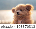 野反湖の夕日と犬 103370312