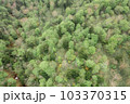 空から見た樹木 103370315