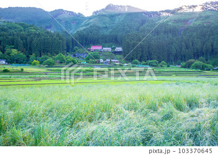 大芦川沿い　古峰原街道からの風景　新緑の季節　鹿沼市　 103370645