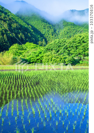 大芦川沿い　古峰原街道からの風景　新緑の季節　鹿沼市　 103370816