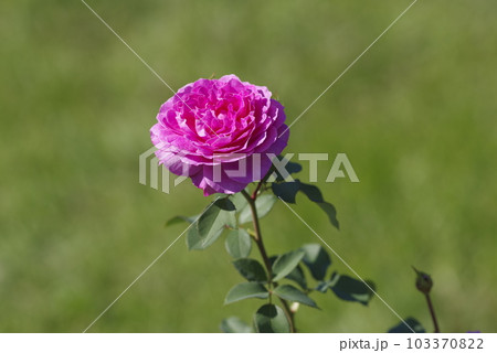 薔薇園に赤紫色のバラの花が咲いています。このバラの名前はフィネスです。 103370822