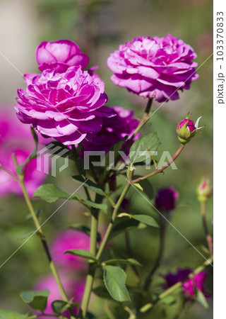 薔薇園に赤紫色のバラの花が咲いています。このバラの名前はフィネスです。 103370833