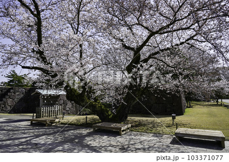 満開の桜が美しい金沢城公園 満開の桜が美しい金沢城公園 103371077