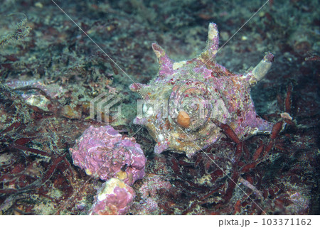 海中のサザエ 103371162