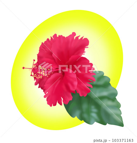 ハイビスカス 103371163