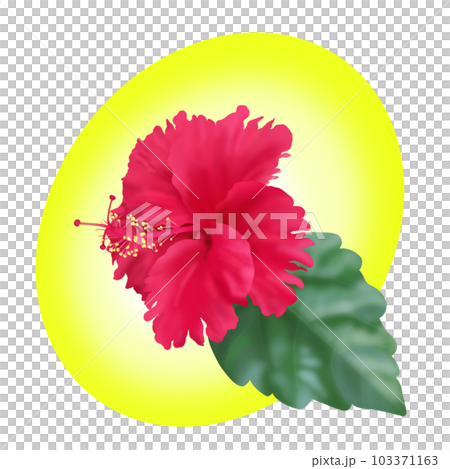 ハイビスカス 103371163