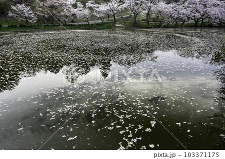 桜満開の奥卯辰山健民公園の大池 桜満開の奥卯辰山健民公園の大池 103371175