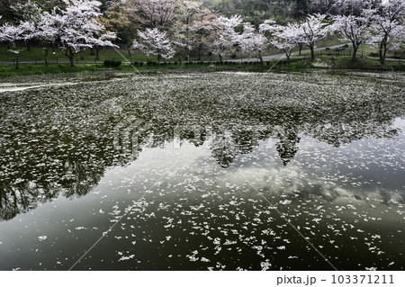 桜満開の奥卯辰山健民公園の大池 103371211