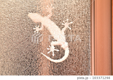 毎夜のように窓ガラスを這う白いヤモリ 毎夜のように窓ガラスを這う白いヤモリ 103371298